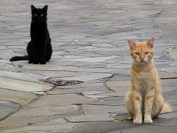 Gatti